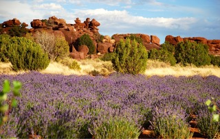 Red Rock Lavender Farm